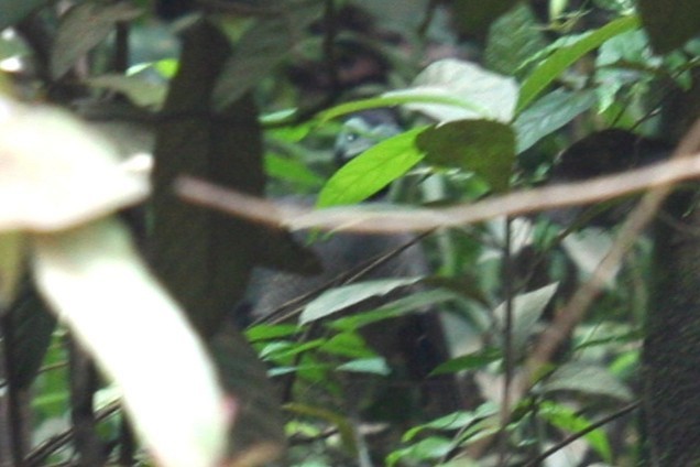 Bornean Ground-Cuckoo - ML659550616