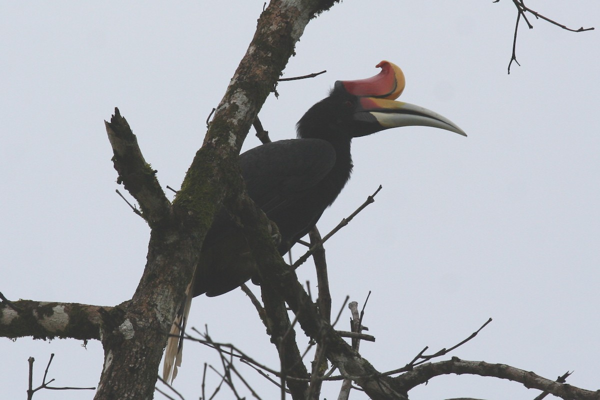 Rhinoceros Hornbill - ML659550621