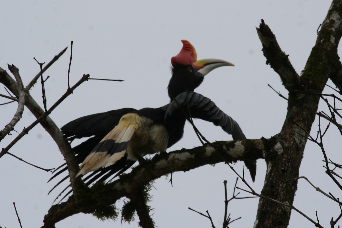 Rhinoceros Hornbill - ML659550624