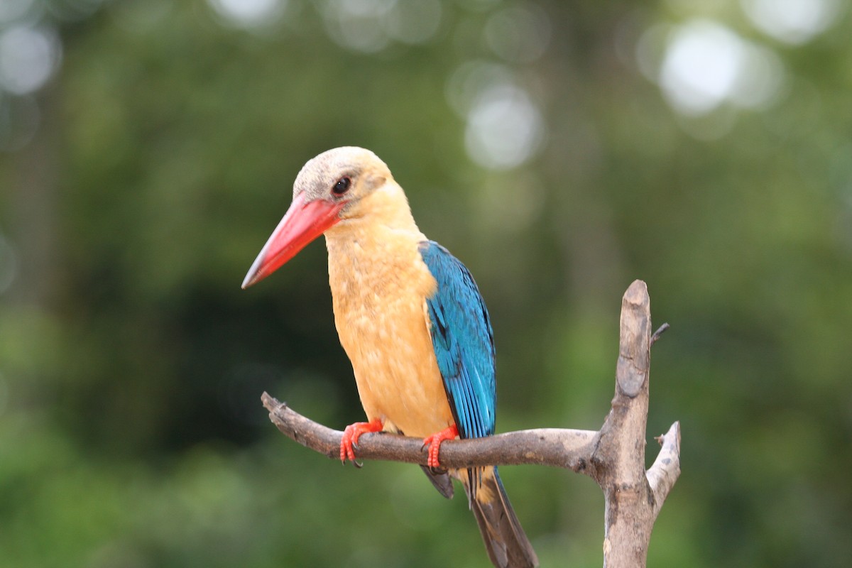 Stork-billed Kingfisher - ML659550630