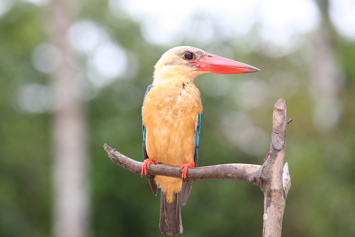 Stork-billed Kingfisher - ML659550631