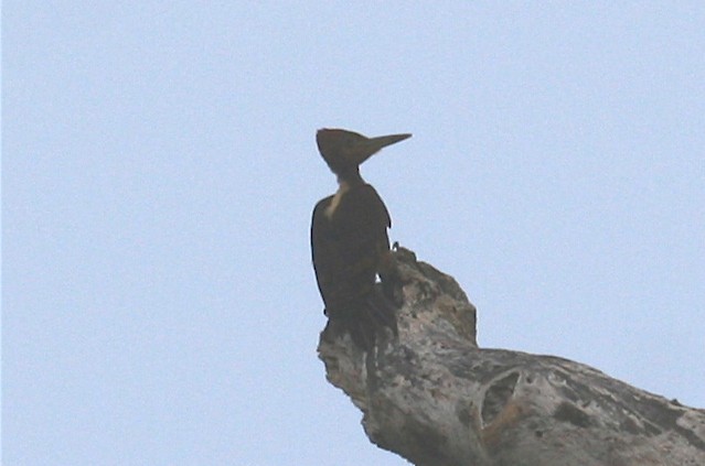 Orange-backed Woodpecker - ML659550639