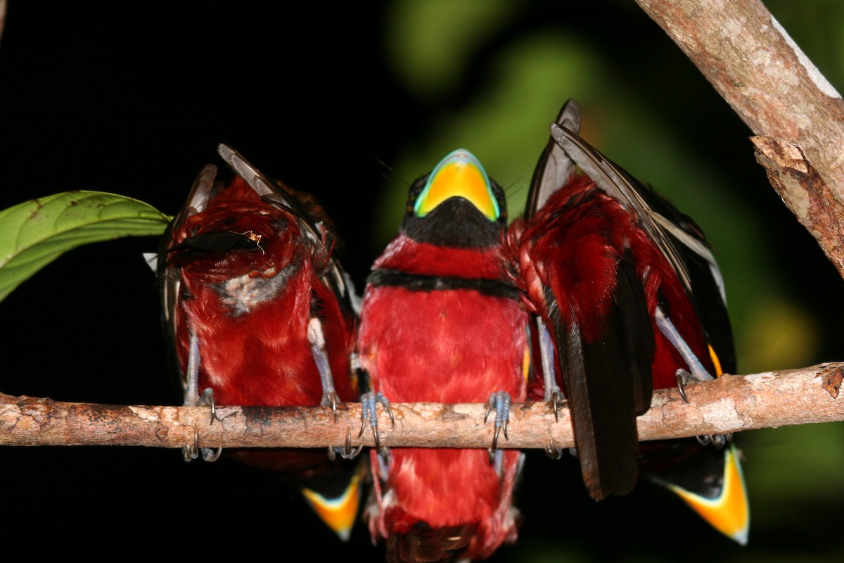Black-and-red Broadbill - ML659550648