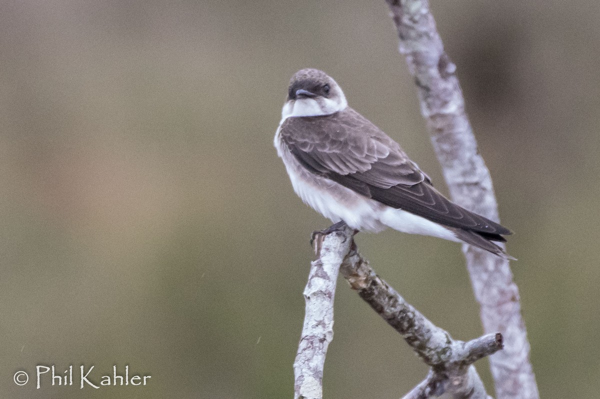 Brown-chested Martin - Phil Kahler