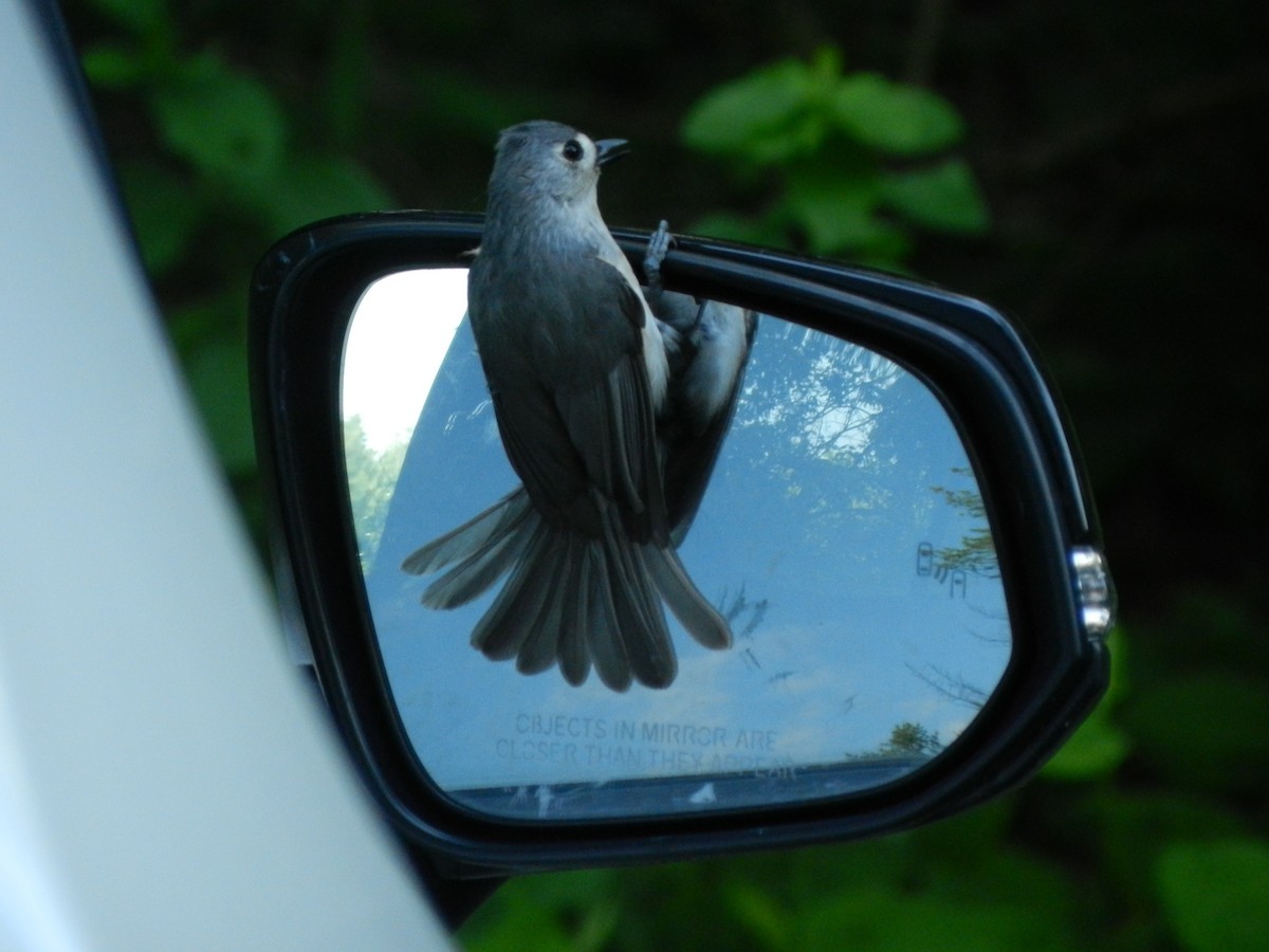 Tufted Titmouse - ML659551576