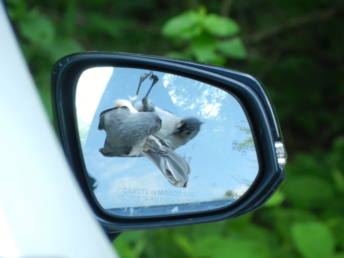 Tufted Titmouse - ML659551579
