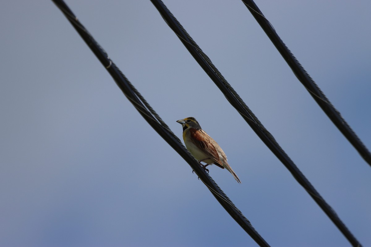 Dickcissel - ML659551734