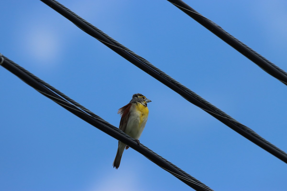 Dickcissel - ML659551735