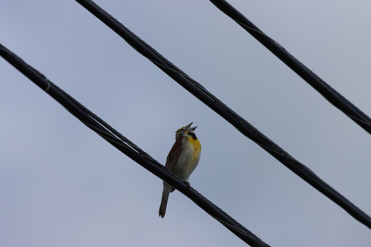Dickcissel - ML659551736