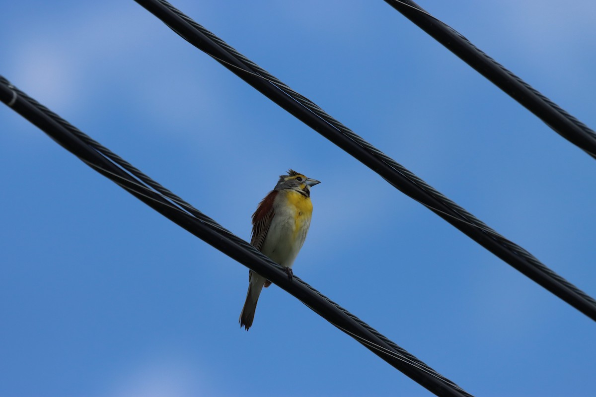 Dickcissel - ML659551737