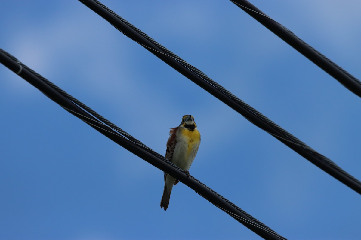Dickcissel - ML659551738