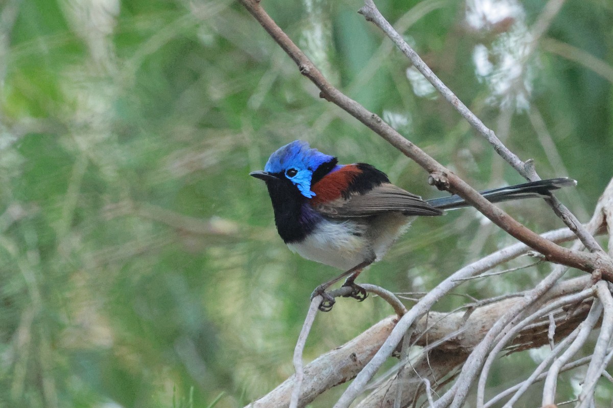 Purple-backed Fairywren - Malurus assimilis - Media Search - Macaulay ...