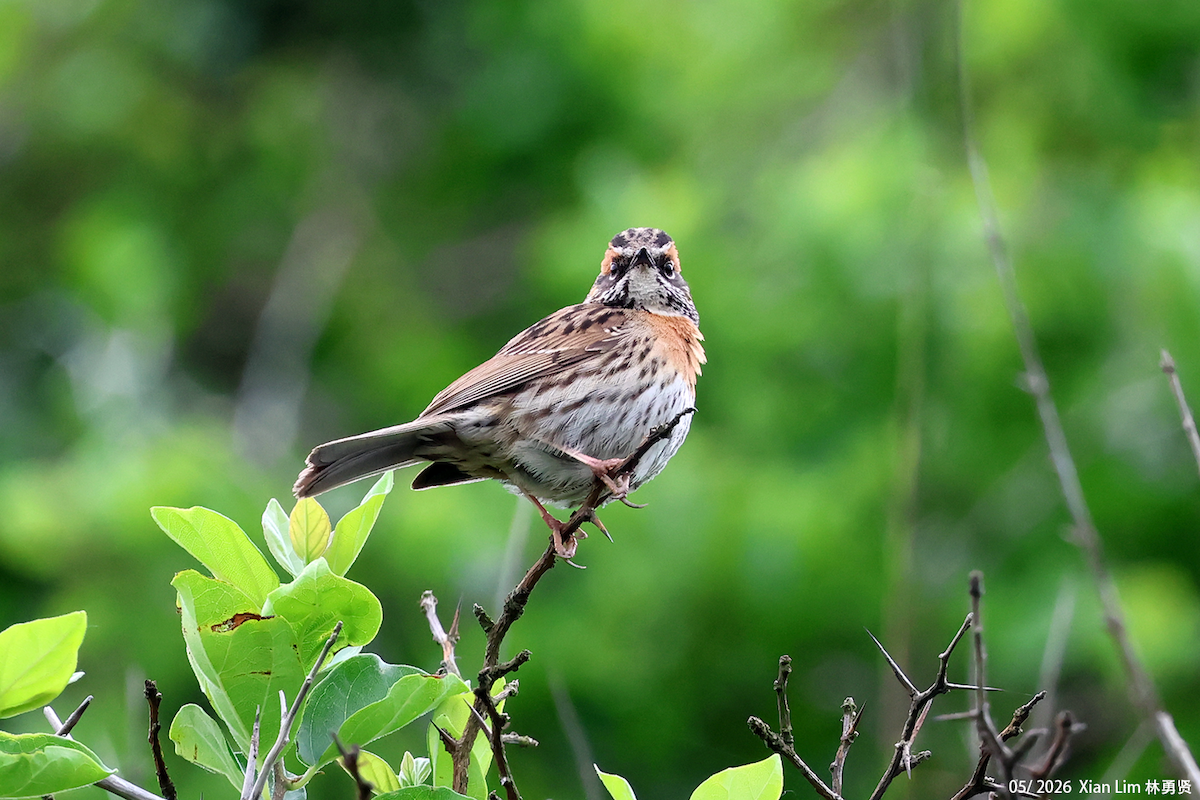 Rufous-breasted Accentor - ML659553096