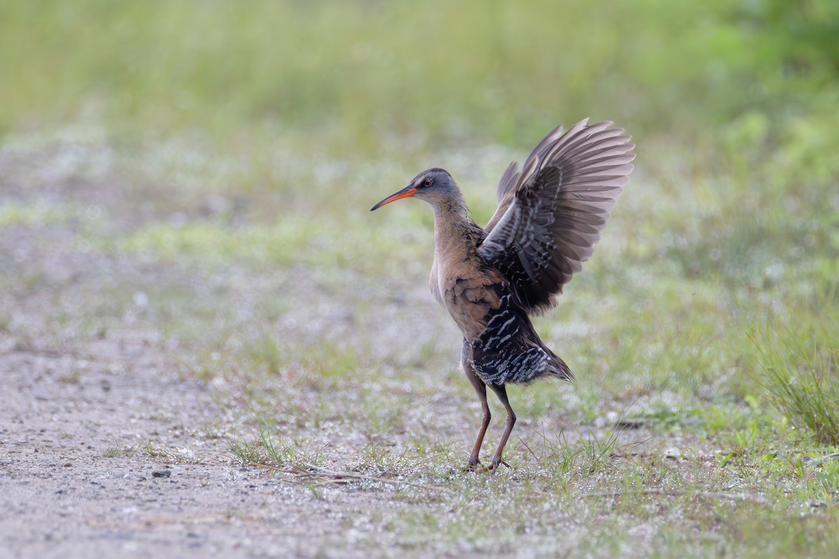 Virginia Rail - ML659553317
