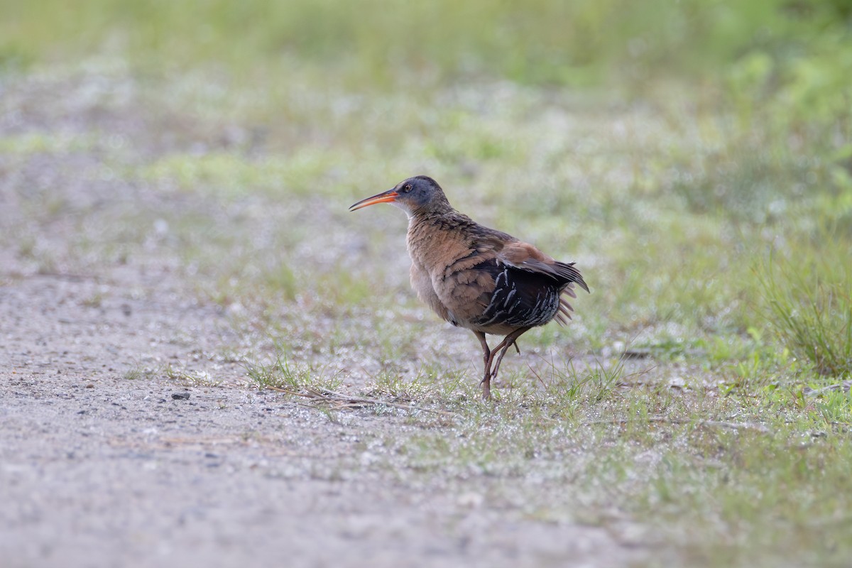 Virginia Rail - ML659553319