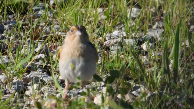 Grasshopper Sparrow - ML659553339