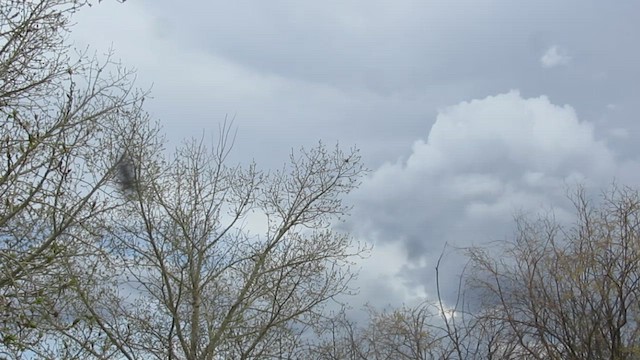 drozdec hnědý - ML659553349