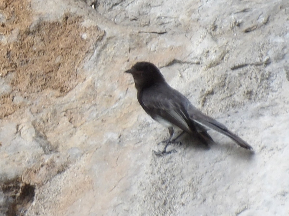Black Phoebe - ML659553639