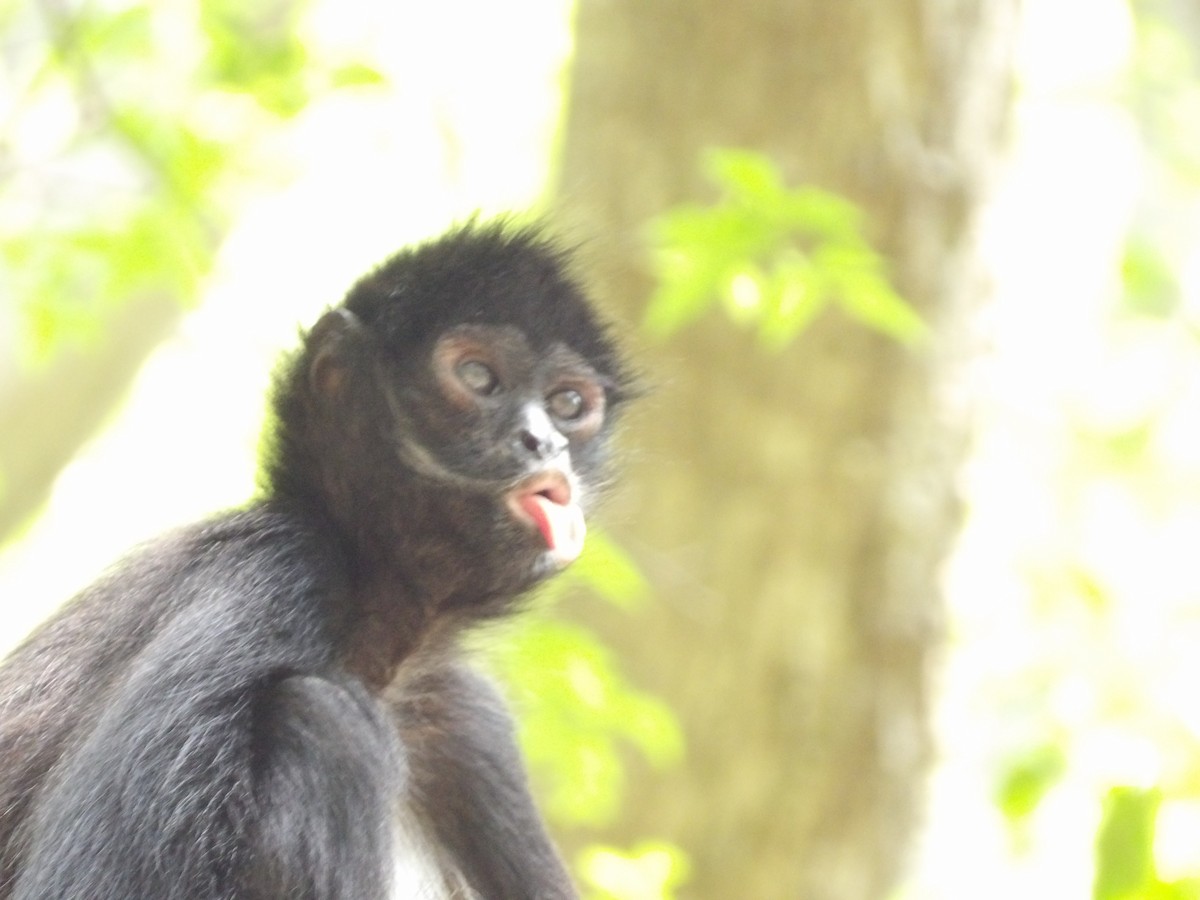 Mexican Spider Monkey - ML659553781