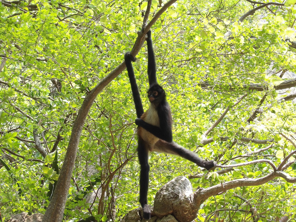 Mexican Spider Monkey - ML659553783
