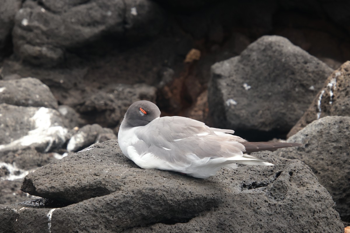 racek galapážský - ML659554064