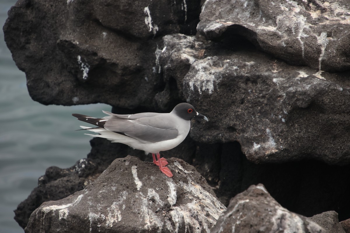 racek galapážský - ML659554080