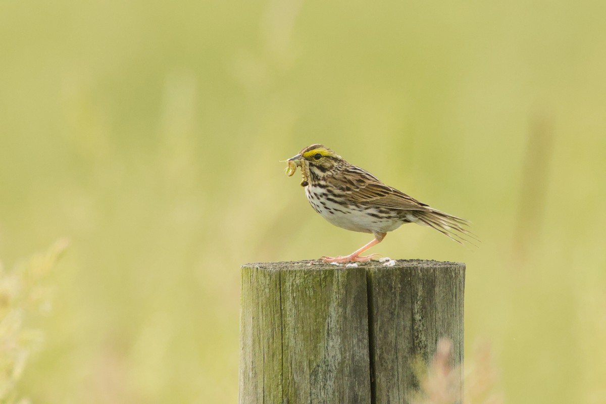 Savannah Sparrow - ML659554105