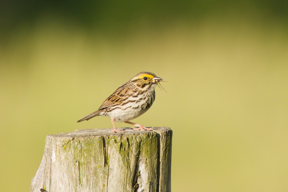 Savannah Sparrow - ML659554106