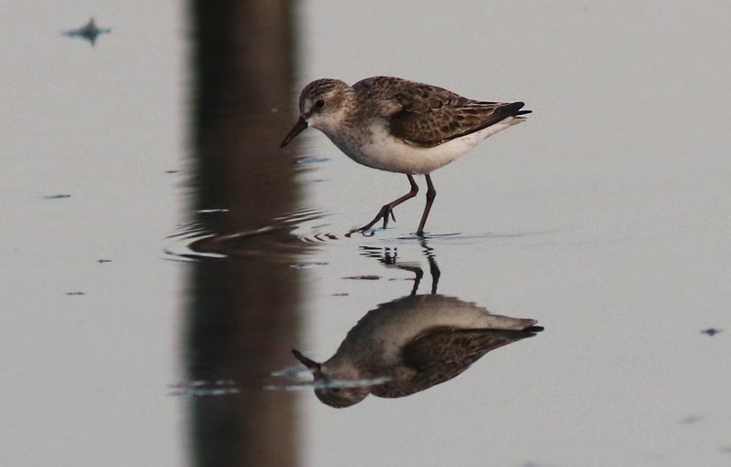 Semipalmated Sandpiper - ML65955411