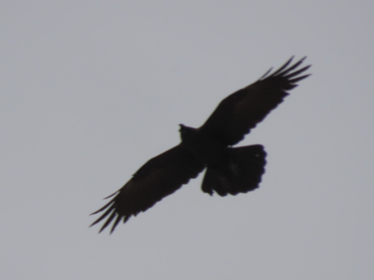 Brown-necked Raven - ML659554254
