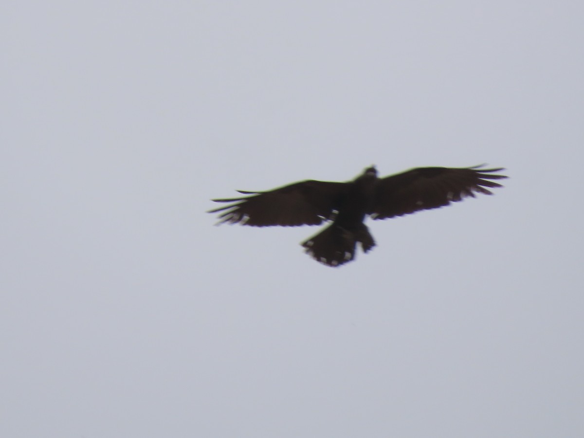 Brown-necked Raven - ML659554255