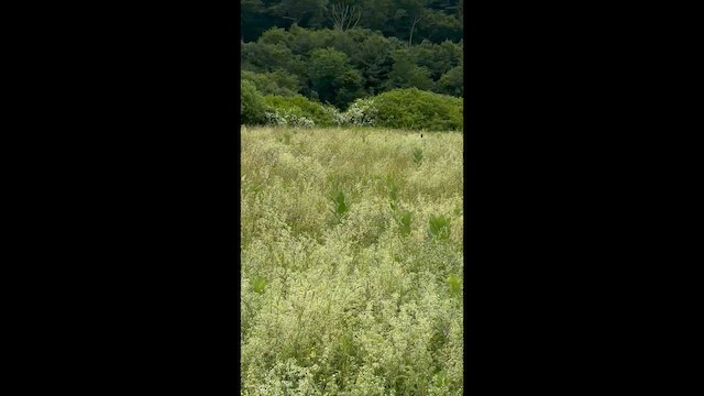 bobolink americký - ML659554275