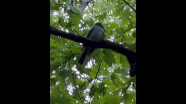 tyranovec východní - ML659554531