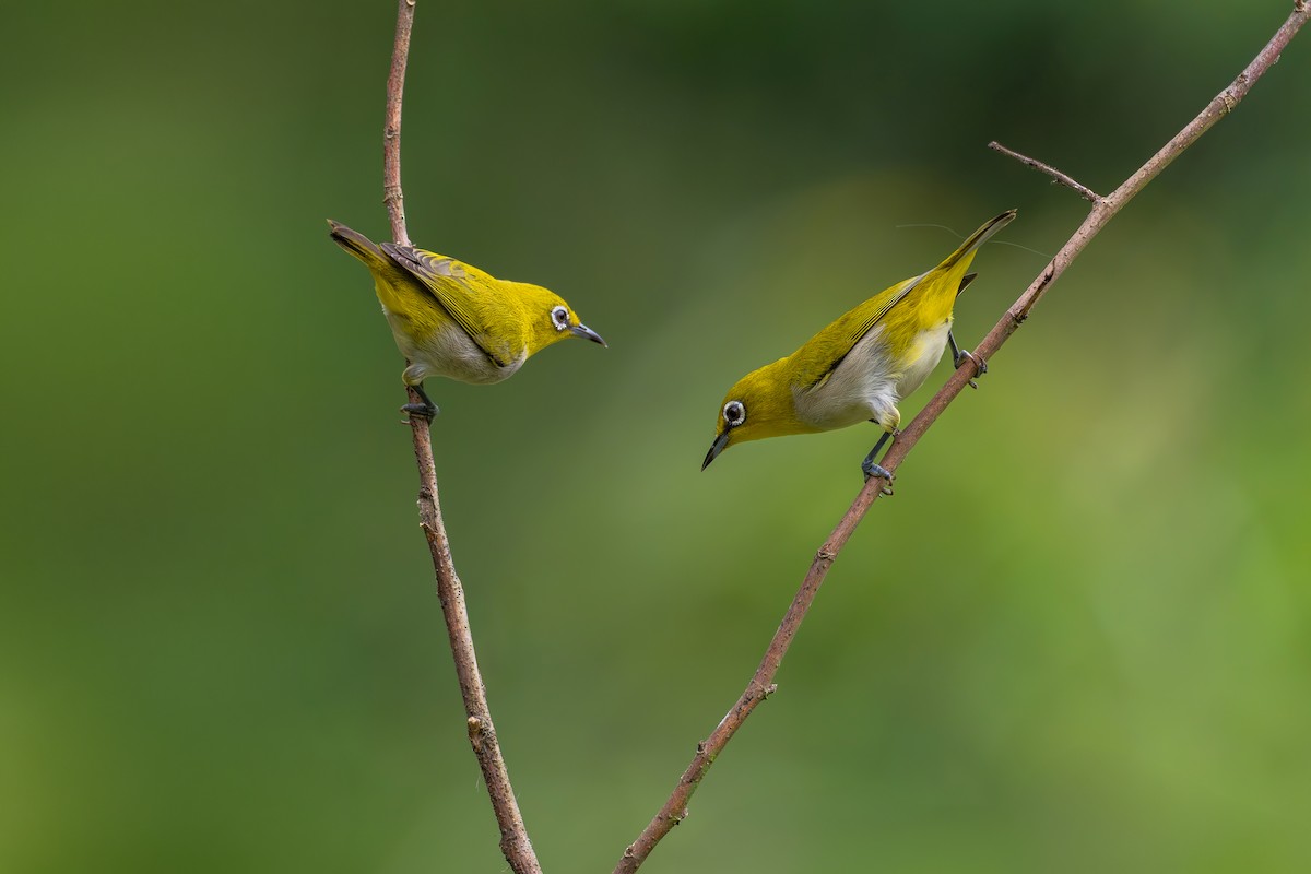 Indian White-eye - ML659554545