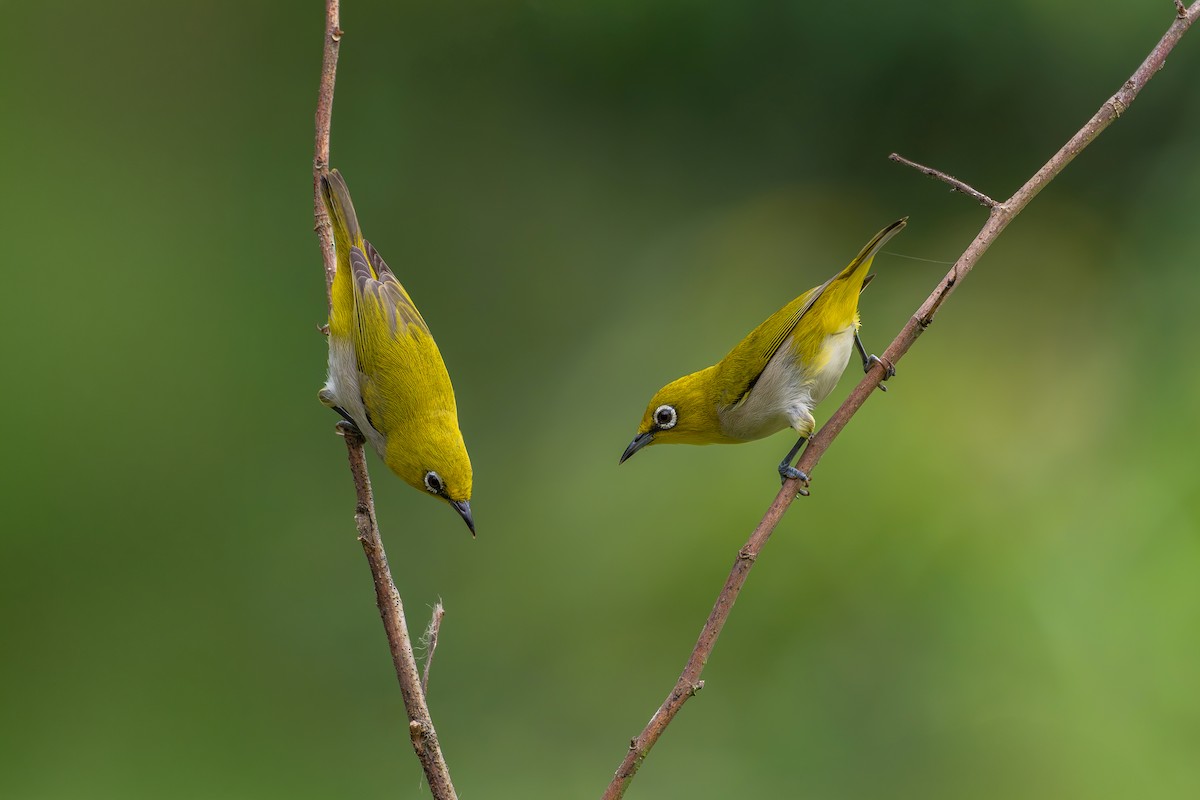 Indian White-eye - ML659554546