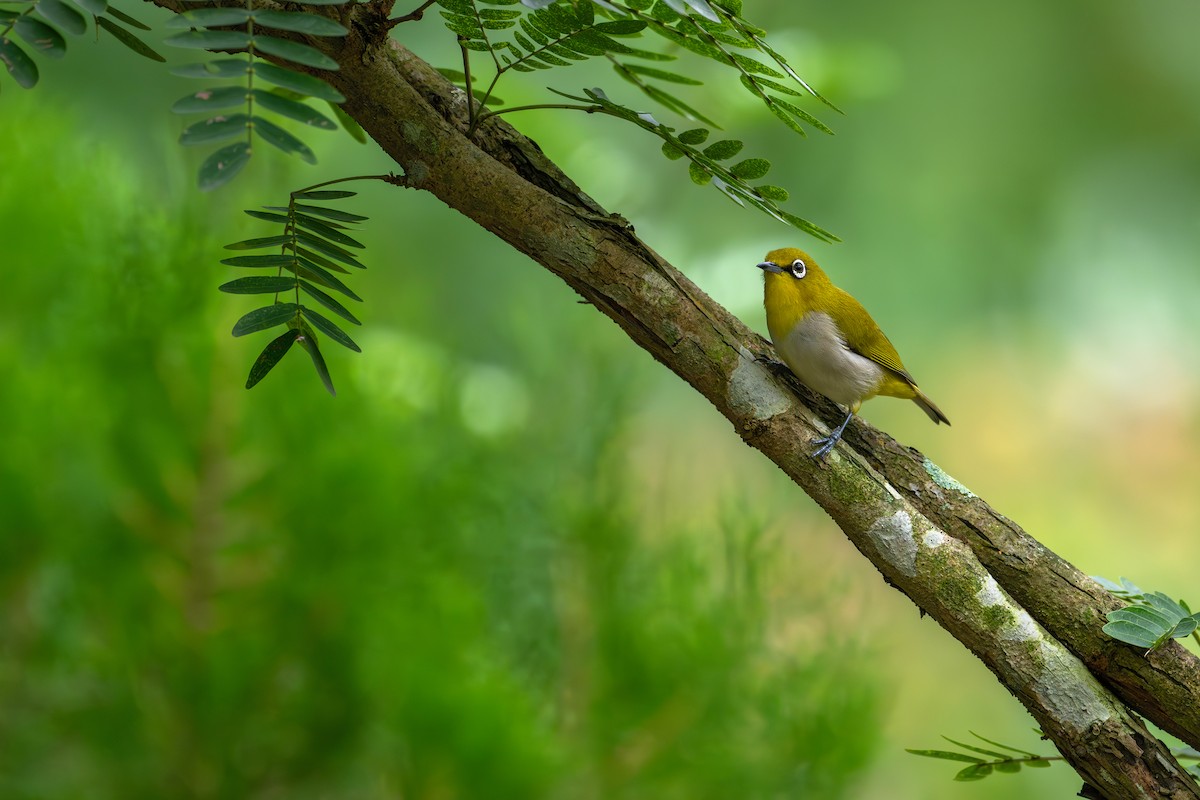 Indian White-eye - ML659554552