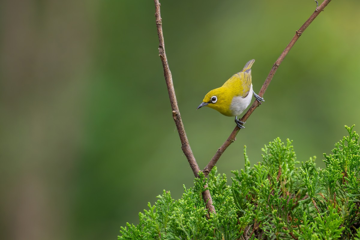 Indian White-eye - ML659554553