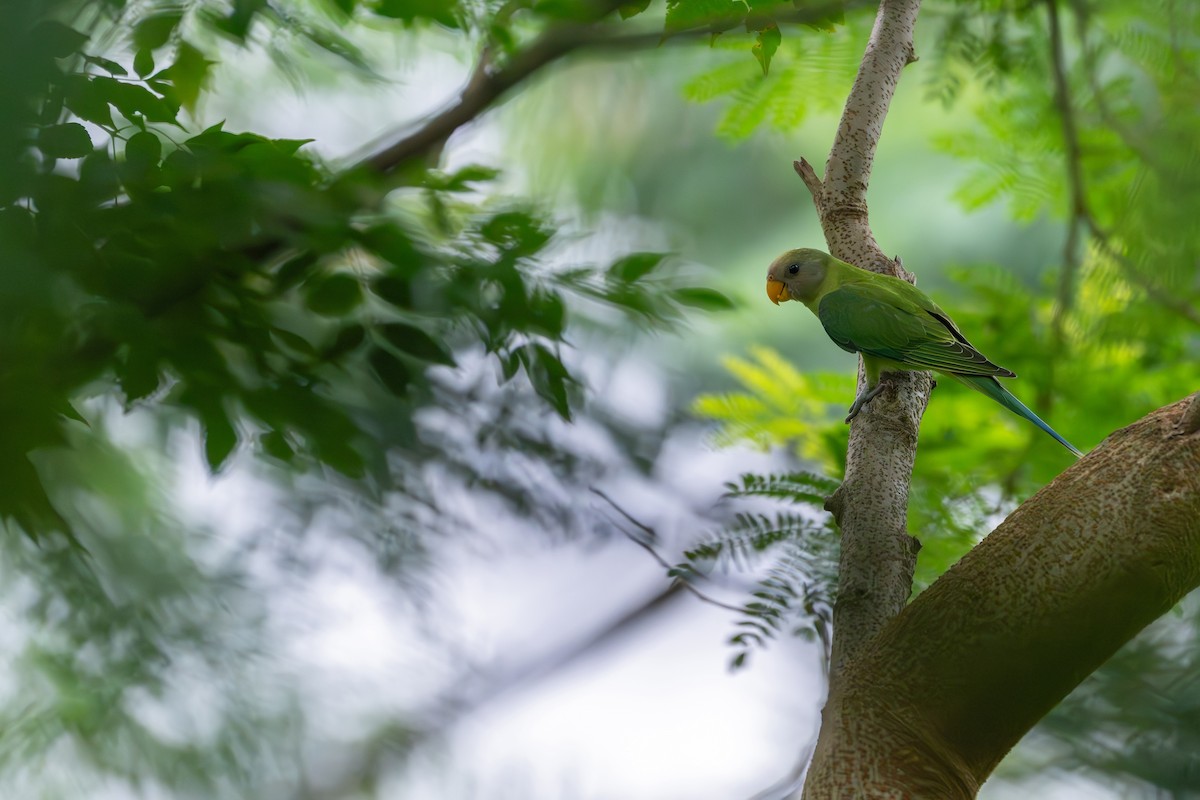 Plum-headed Parakeet - ML659554608