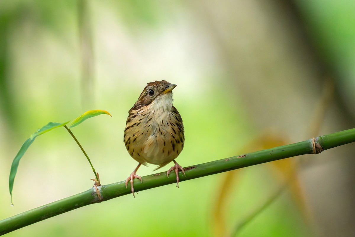 Puff-throated Babbler - ML659554637