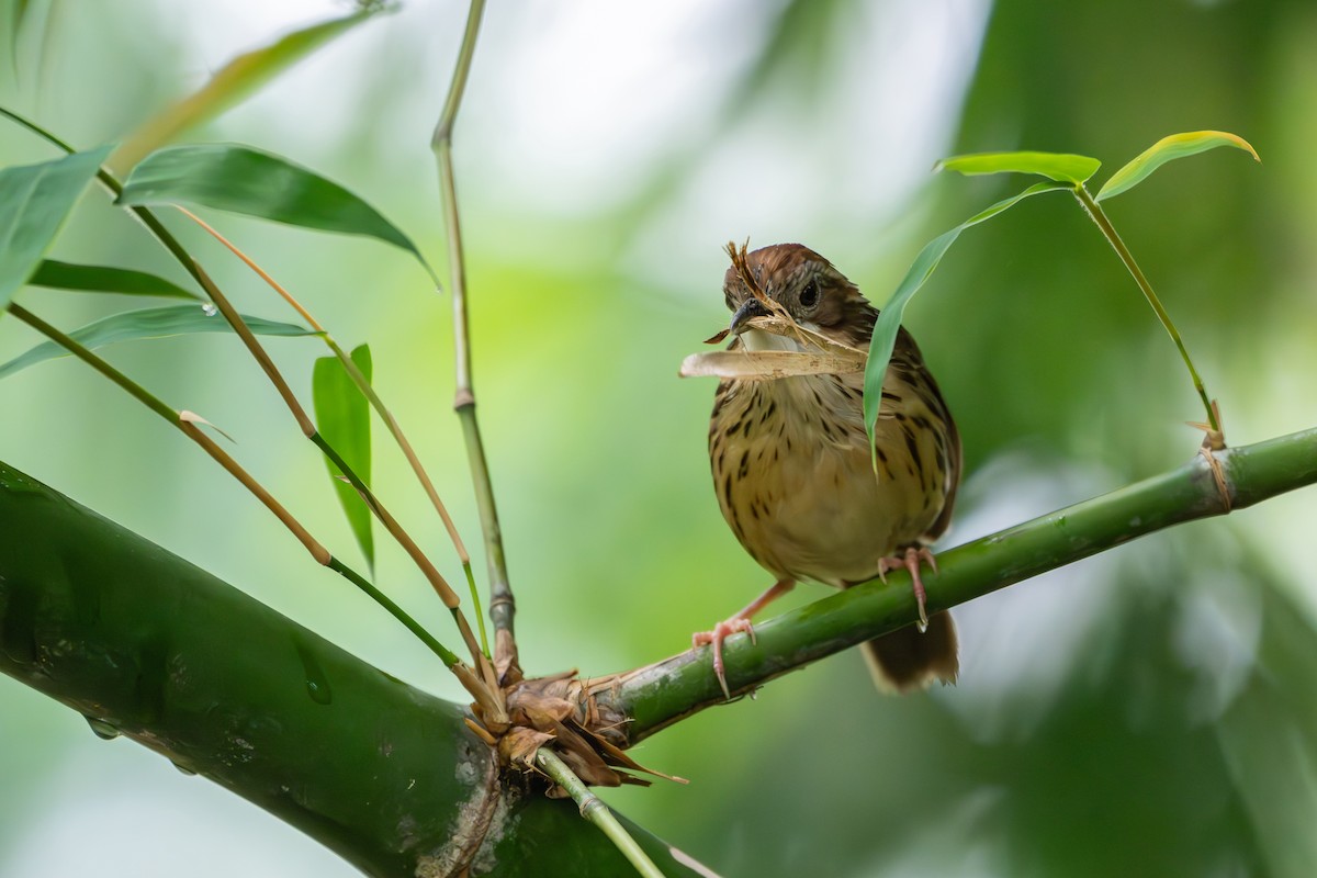Puff-throated Babbler - ML659554638