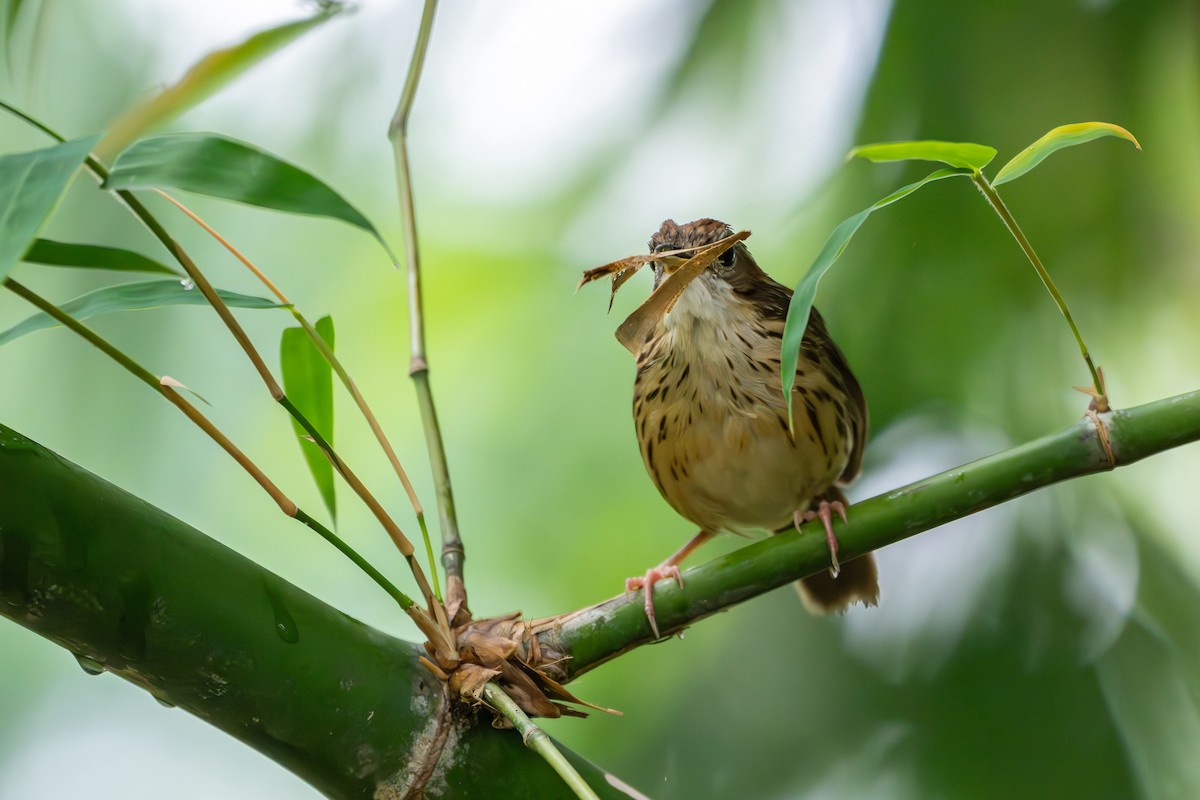 Puff-throated Babbler - ML659554639