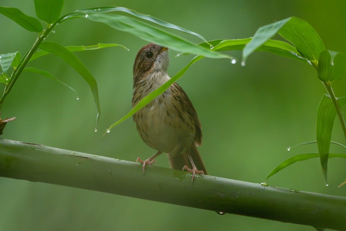 Puff-throated Babbler - ML659554640
