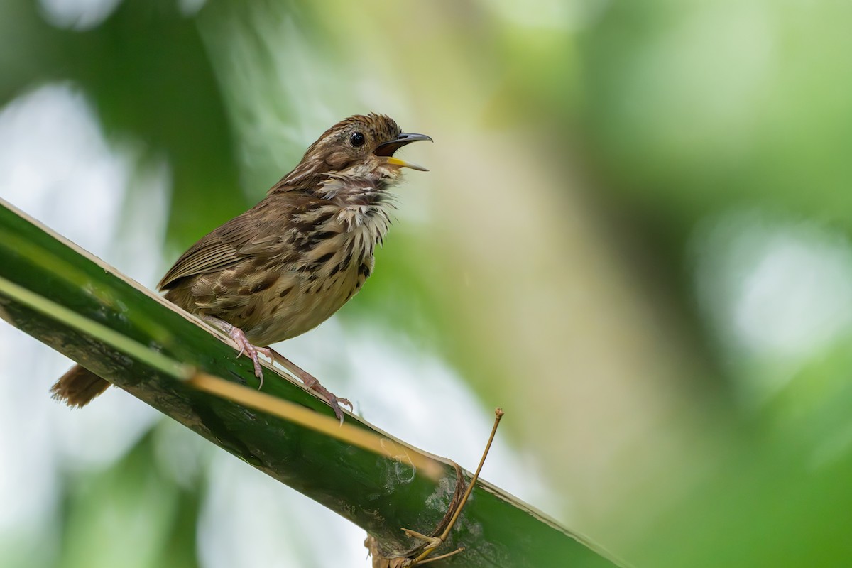 Puff-throated Babbler - ML659554641