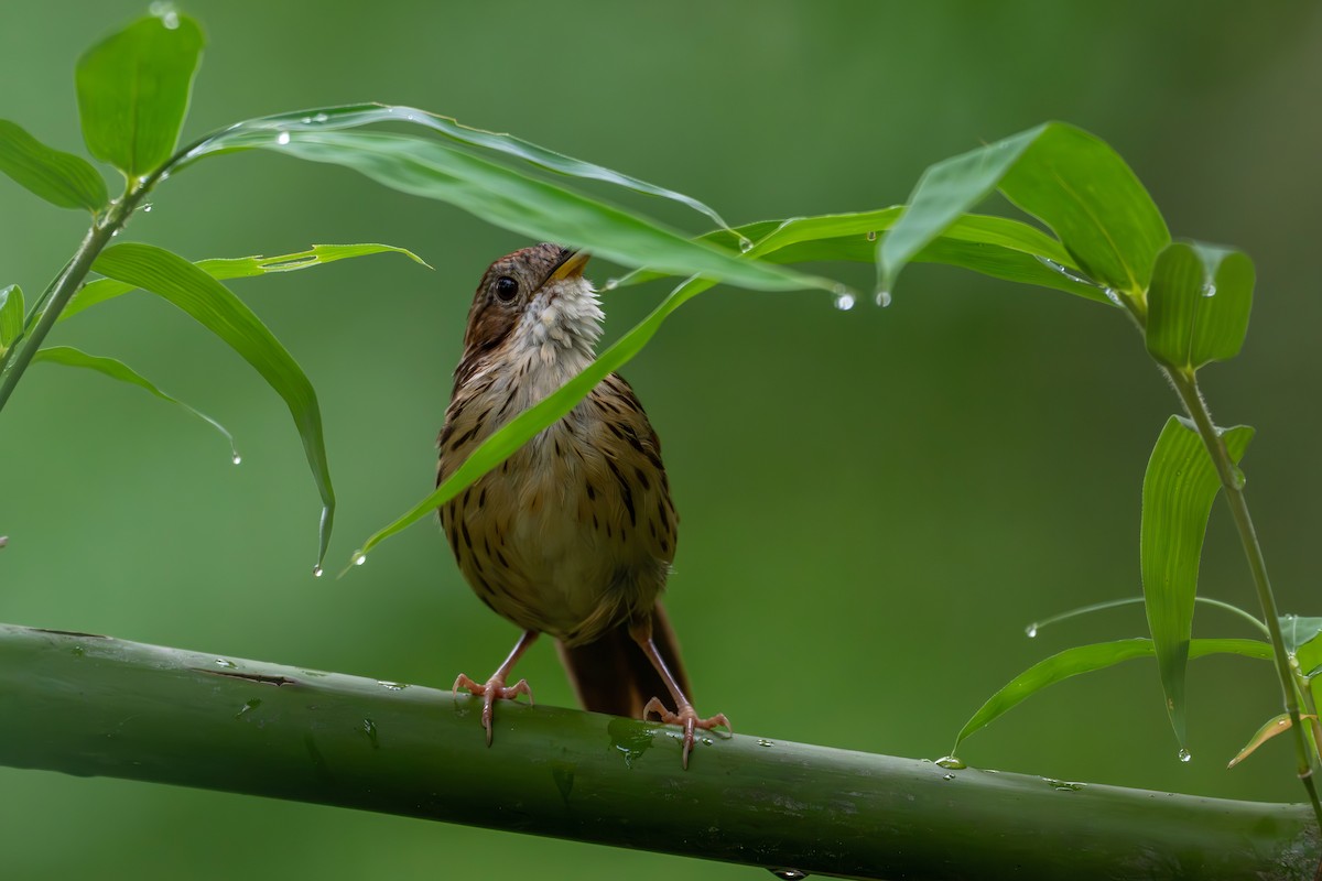 Puff-throated Babbler - ML659554642