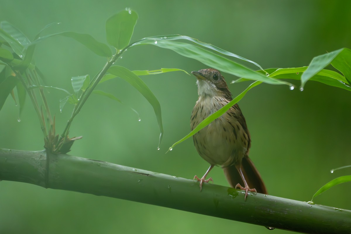 Puff-throated Babbler - ML659554643
