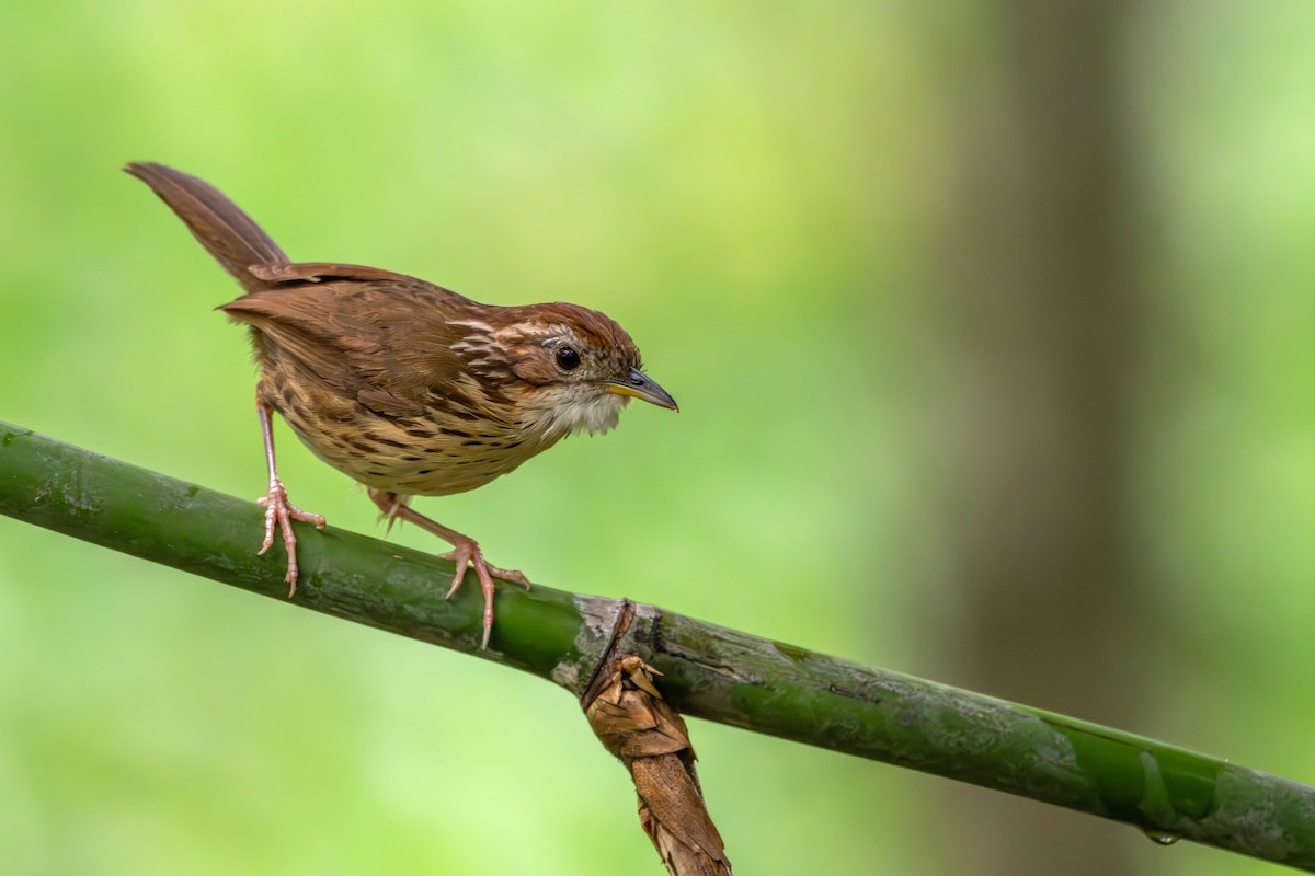Puff-throated Babbler - ML659554644