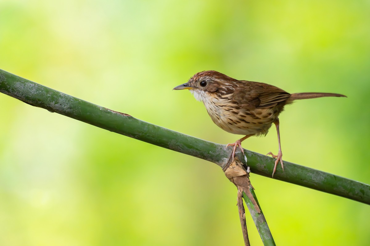 Puff-throated Babbler - ML659554645