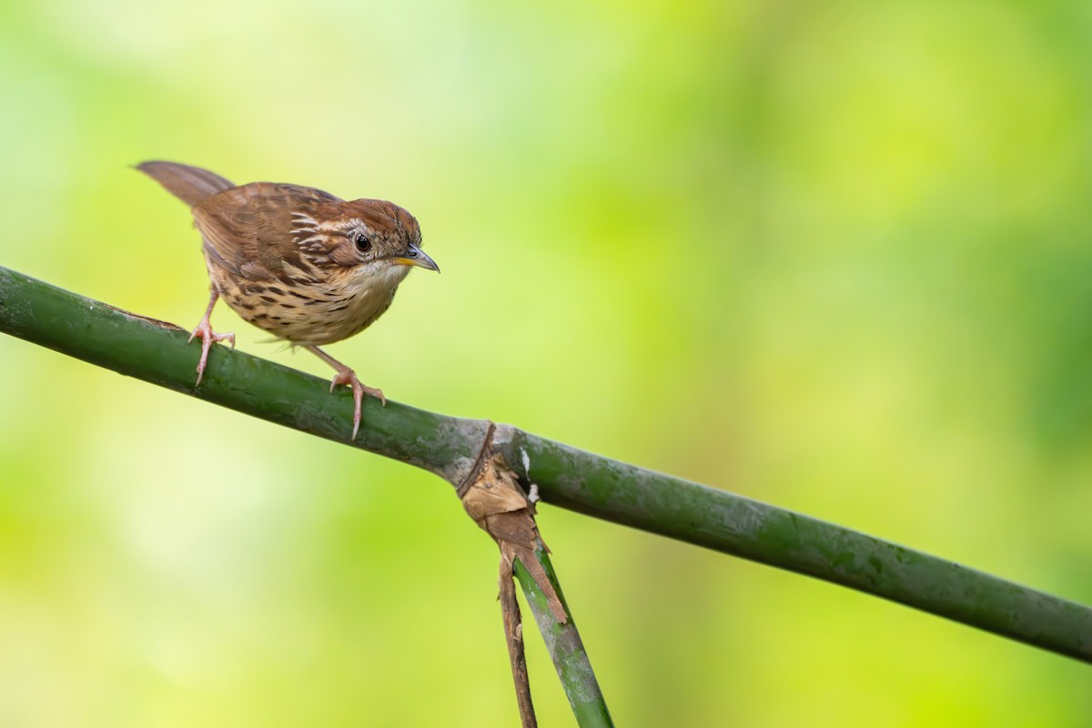 Puff-throated Babbler - ML659554646