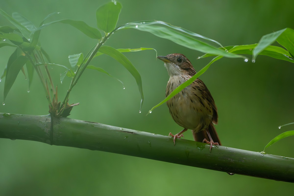 Puff-throated Babbler - ML659554647