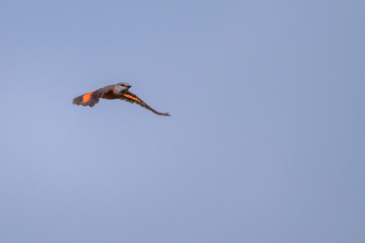 Rosy Minivet - ML659554712